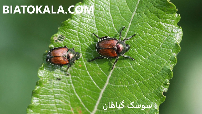 سم برای سوسک گیاهان 